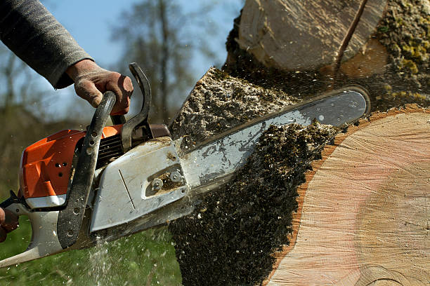 Best Large Tree Removal  in Lake Park, FL